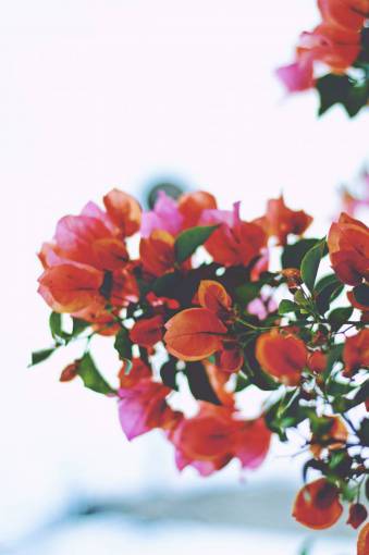 bug bougainvillea  flower  red  petals  garden  nature  sky