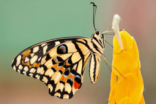 pollo Macro de insectos polilla mariposa cerrar polen de néctar