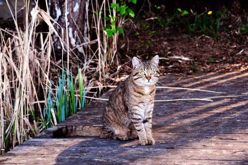 animales gato gato mascota animales naturaleza al aire libre