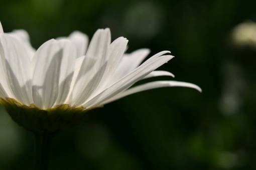 stem-cell daisy  garden  nature  flora  plant  stem  flower