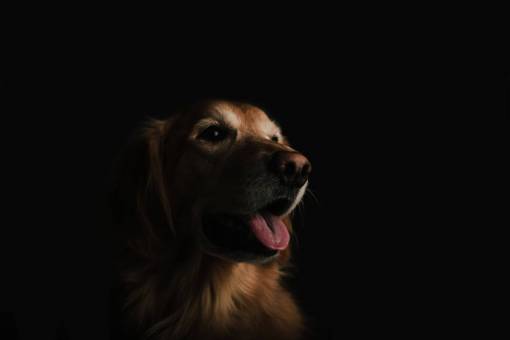 retriever dog  animal  golden retriever  happy  dark  mammal
