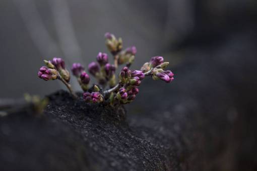 violeta flor violeta pétalo florecer jardín planta naturaleza