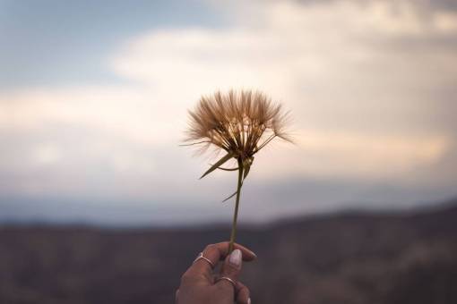 anillo hierba difuminar al aire libre naturaleza planta anillo de mano