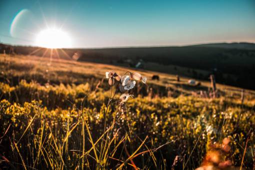grassland green  grass  grassland  mountain  landscape  nature  field