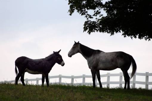 horses  pasture  fence  grazing  equine  horse  field