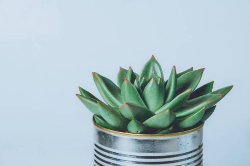 planta de casa cactus verde puede olla hojas