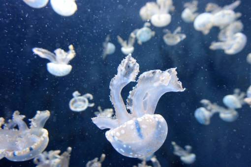 un animal medusa animal acuático océano submarino agua azul