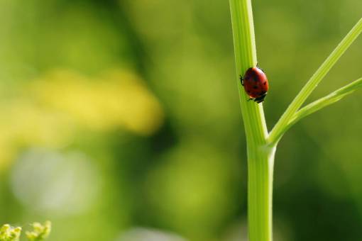 ladybug  close up  nature  bug  green  macro  insect