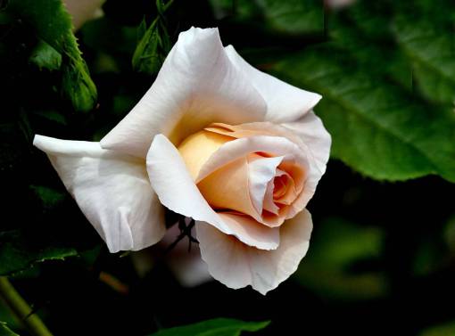 flores frescas macro rosa blanca jardín de flores naturaleza al aire libre