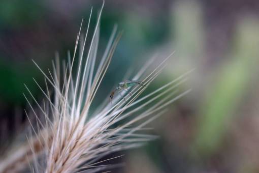 bug nature  flower  bug  insect  macro
