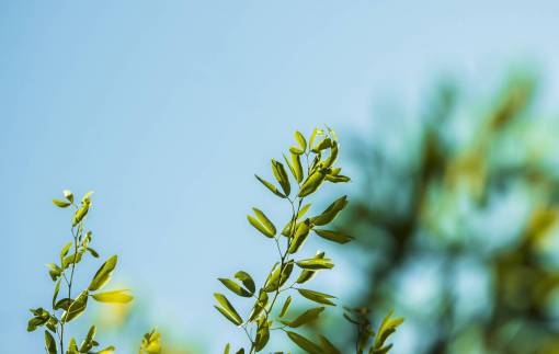 naturaleza plantas hojas ramas cielo bokeh todavía