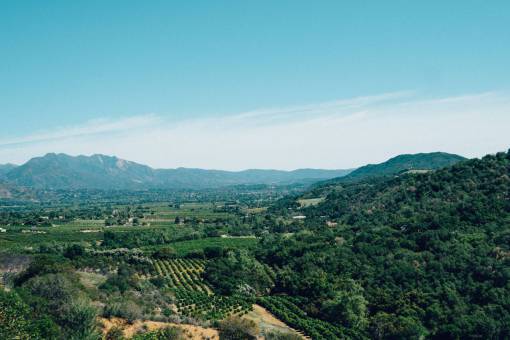 vineyard Ojai  California  vineyards  landscape  green  grass  fields