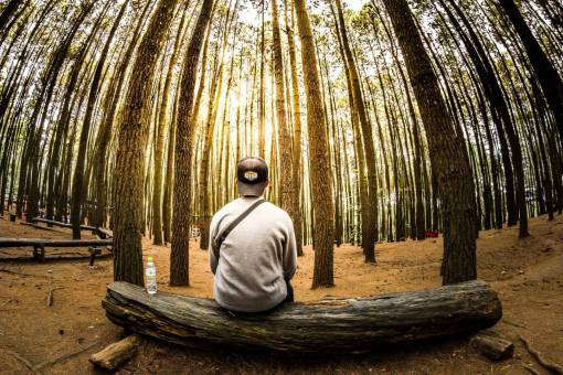 people  man  waiting  alone  thinking  bench  nature