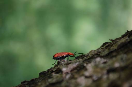 beetle red  beetle  insect  bark  tree  animals  green