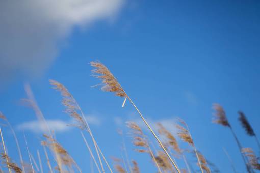 reed reeds  blue  sky  clouds  nature  agriculture  farm