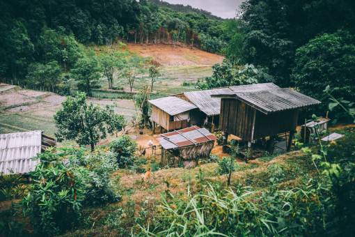 wheat roof  houses  trees  crops  plants  rural  wooden