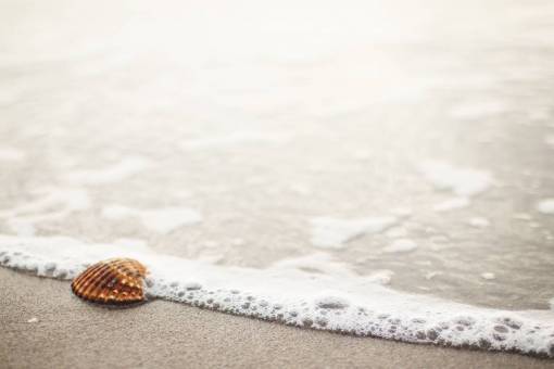 shell sea shell  beach  sand  shore  ocean  sea  water