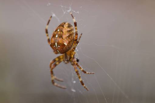 web Tela de araña jardín de animales insectos macro detalle
