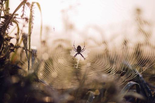 web tela de araña insecto animal hierba aventura al aire libre