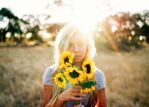sunflower-sunset sunflower  yellow  petal  field  farm  garden  nature