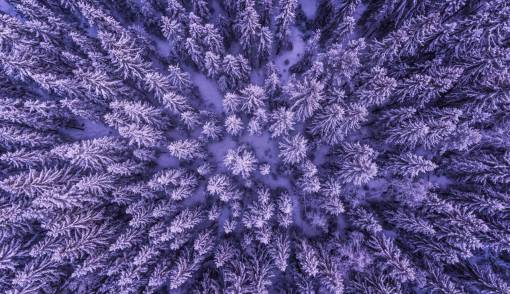 vista superior plantas árboles pino aéreo nieve hielo