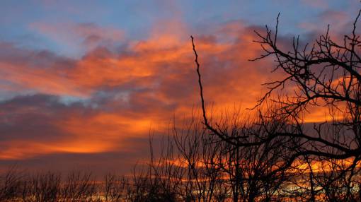 trees  nature  clouds  sky  stems  autumn  sunset