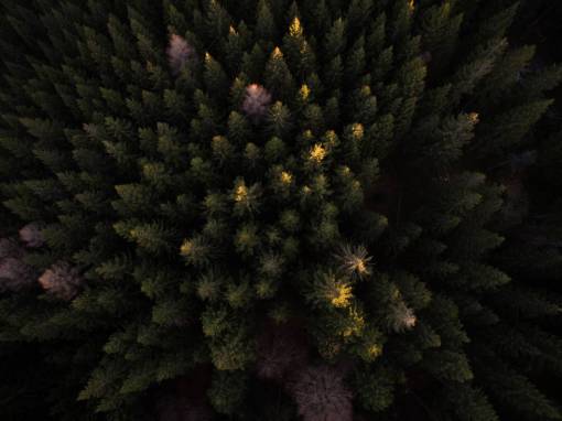 vista aerea árboles planta vista aérea otoño bosque oscuro