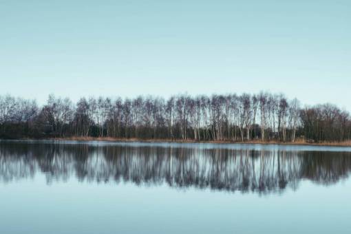 árboles reflexión agua lago troncos ramas hierba