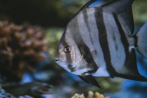 tank tropical  fish  underwater  aquarium  wildlife  aqua  exotic