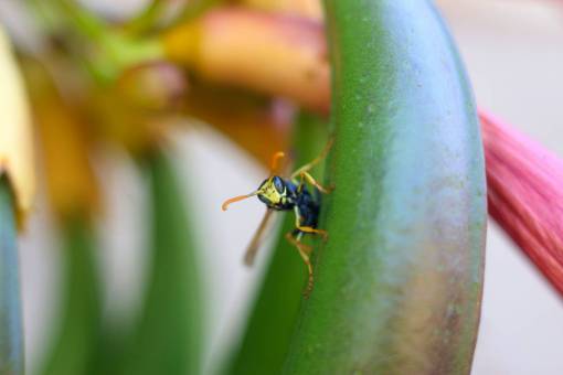 moment wasp  summer  nature  moment
