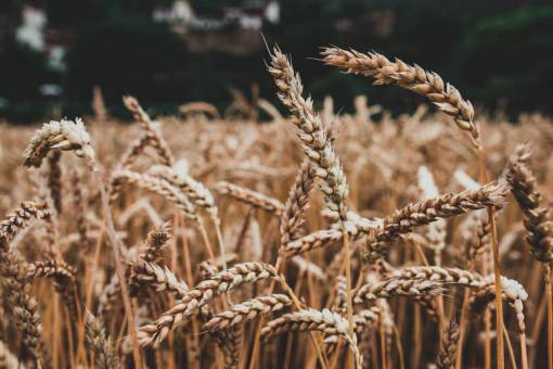 wheat Wheat  Barley  Cereal  Grass
