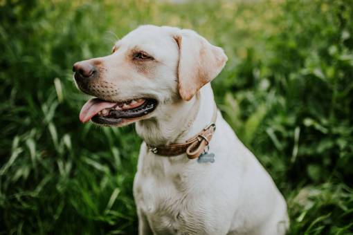 perro amigable perro blanco animal amigo mascota al aire libre verde