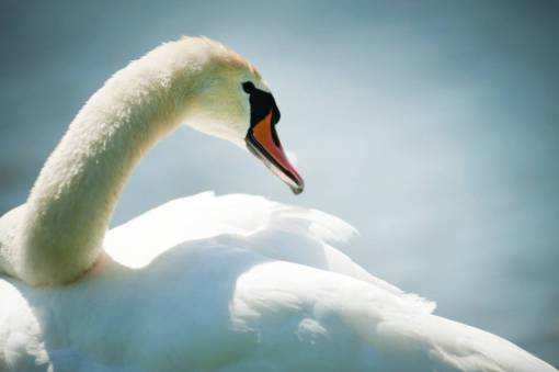 swan white  swan  swimming  close up  animal  bird  pet
