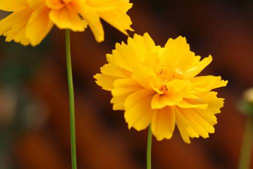yellow  garden  fresh  nature  outdoors  colorful  bright