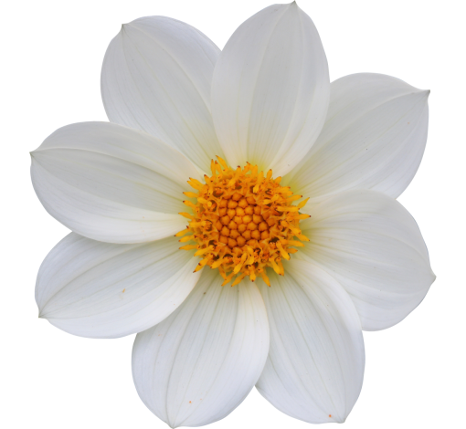 day  close-up png plant nature flower Flower overlay