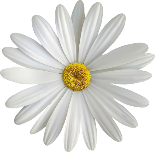 day  daisy overlay plant flower png nature Flower