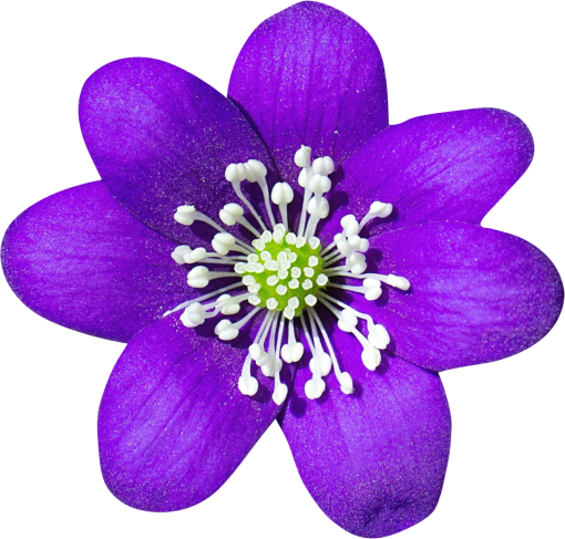 Flor png planta flor morada superposición naturaleza