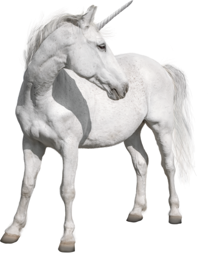 unicorn  mammal animal unicorn overlay png stallion horse