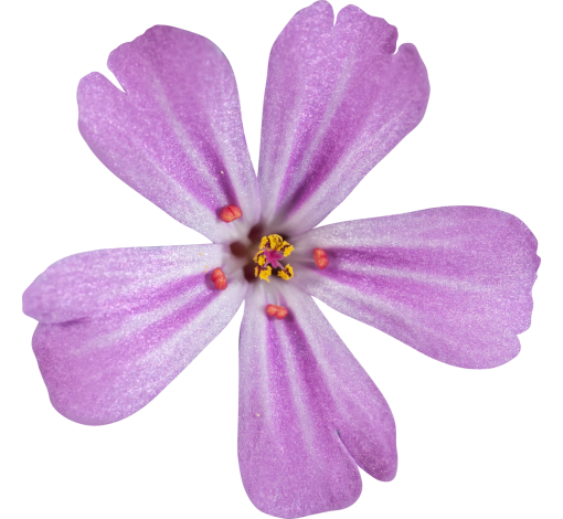naturaleza superposición flor flor png primer plano planta
