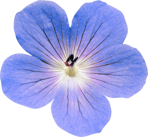 🥇 Image of single flower white;rose;flower flower macro nature petal ...