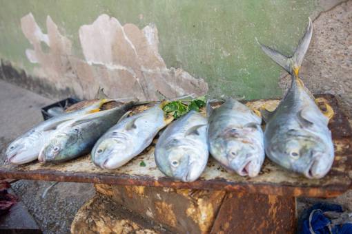 trip Tuna or Bonito fishes ready for sale in Margarita Island, Venezuela