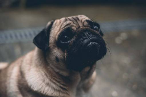 animal small a pug carlino;dog canine pets dog cute