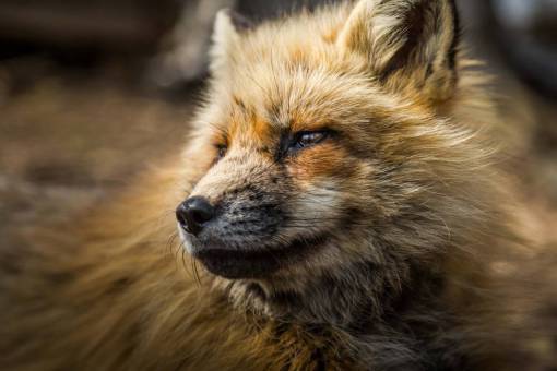cute animal pets portrait of a fox canine dog mammal