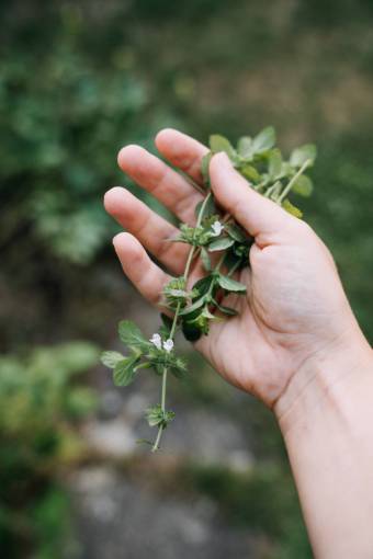 medio ambiente mano de mujer de hoja de crecimiento; hojas de romero naturaleza planta primer plano color verde
