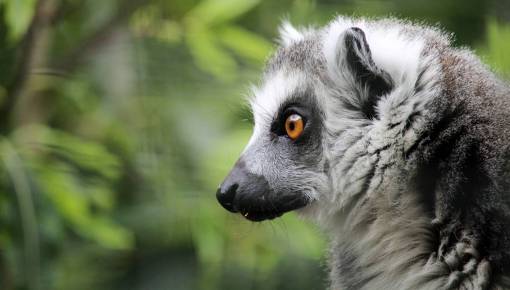 monk lemur Portrait;lemur nature mammal animal primate ring-tailed lemur