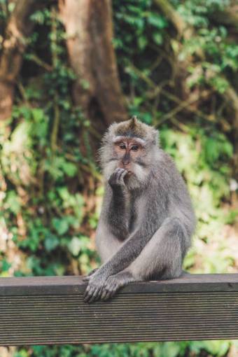 monk monkey;thinking primate mammal animal nature monkey animals in the wild