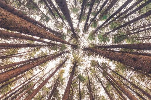trunk nature plant tree outdoors leaf forest forest