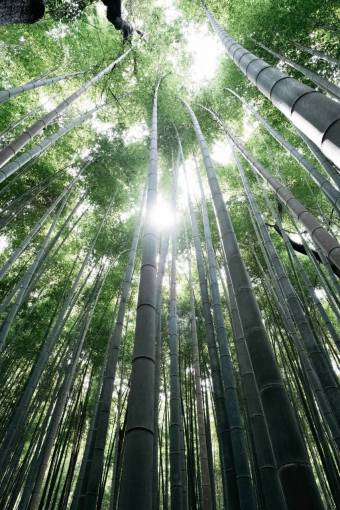 japanese plant green color leaf forest nature bamboo bamboo forest