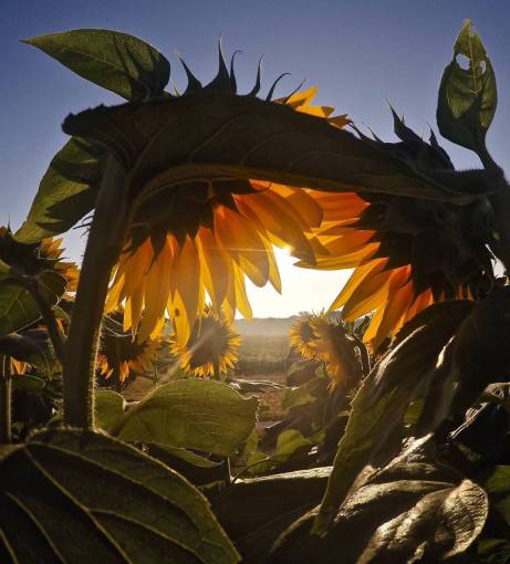 plant nature yellow leaf outdoors sunflowers close-up