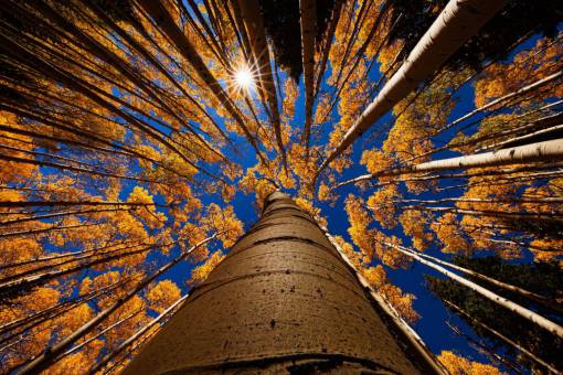 trunk tree trunk;forest tree autumn forest nature yellow outdoors